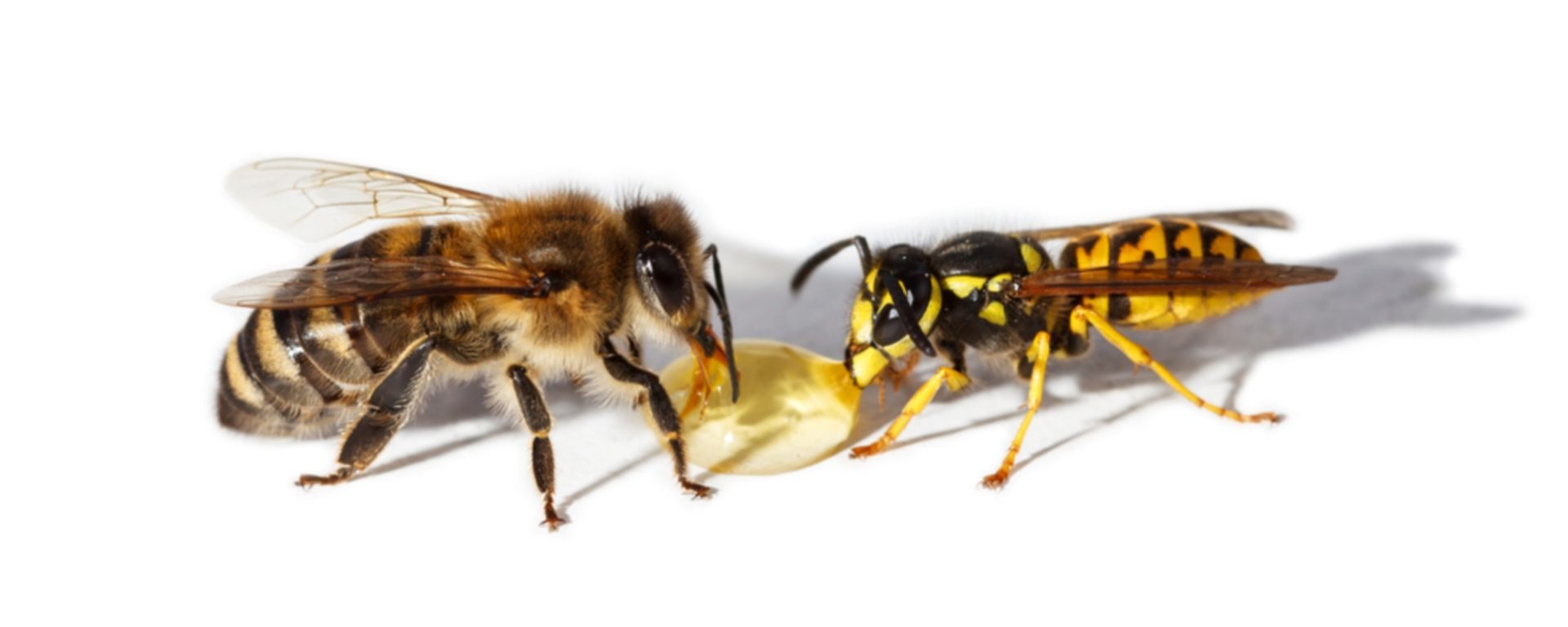 Im Gegensatz zu Wespen können Bienen nur einmal zustechen.